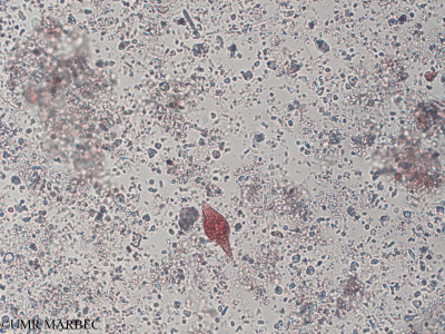 phyto/Pertuis Charentais/Tasdon_st2/PAMPAS 2019-2021/Euglenaria anabaena (old Euglena anabeana -TASDON_St2_R1_221119002).tif(copy)_thumb.jpg